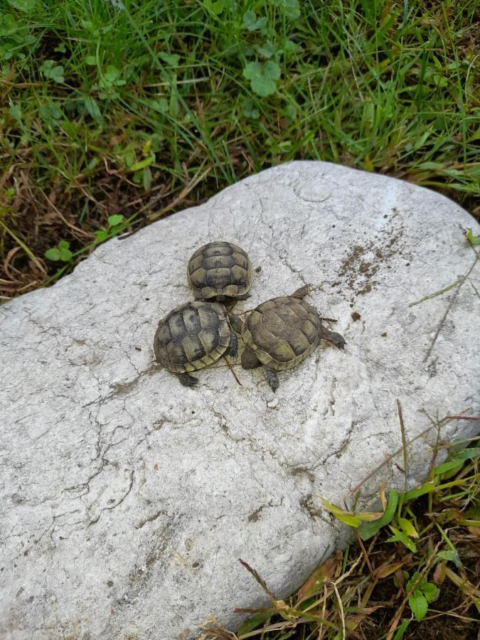 Limi Sachkhere Kültér fotó